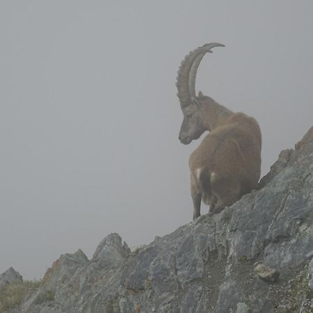 Hotel Phoenix Zermatt Kültér fotó