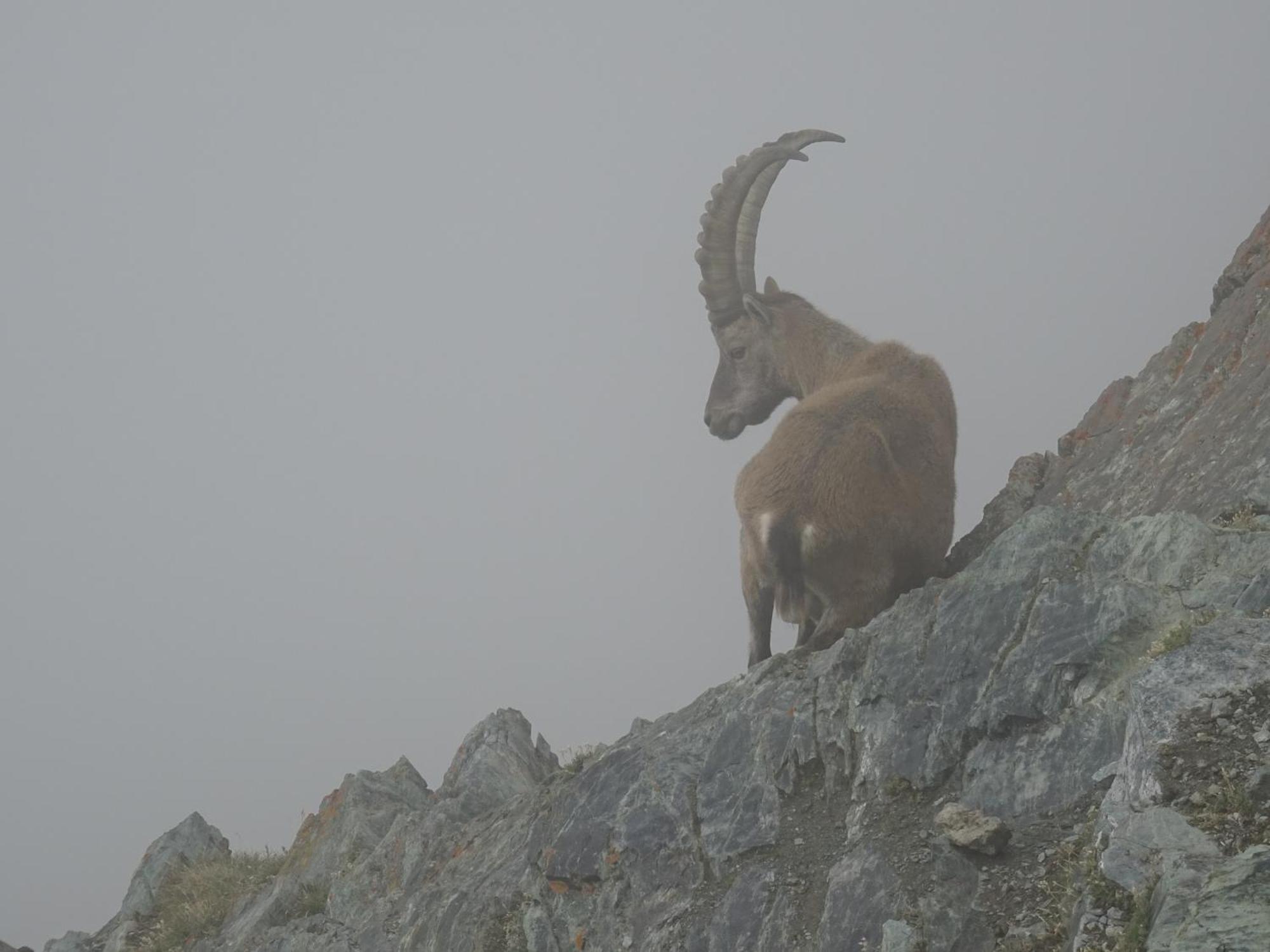 Hotel Phoenix Zermatt Kültér fotó